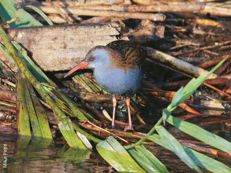 Water Rail