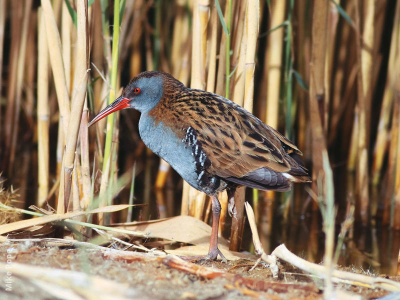 Water Rail