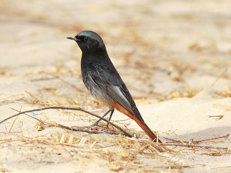 Western Black Redstart (Male)