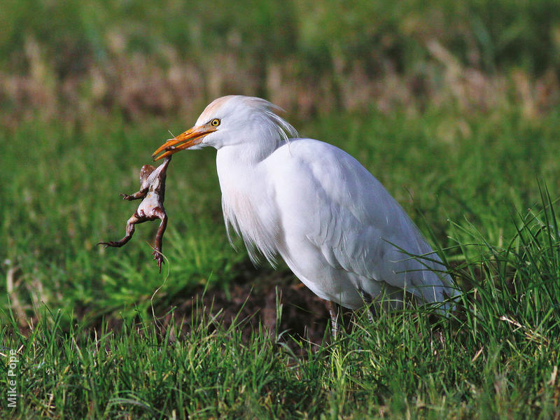 Western Cattle Egret