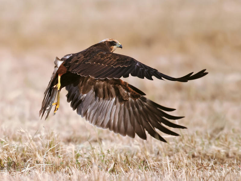 Western Marsh Harrier (Immature)