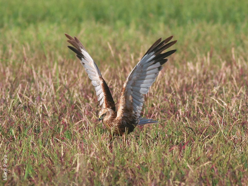 Western Marsh Harrier (Male)