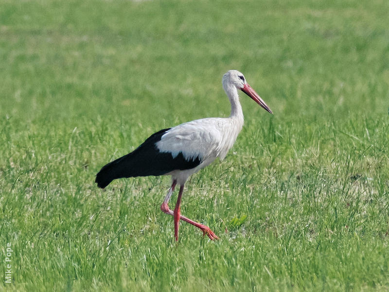 Western White Stork