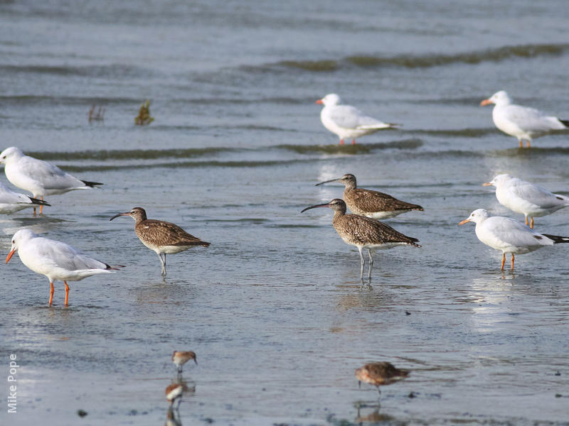 Whimbrels