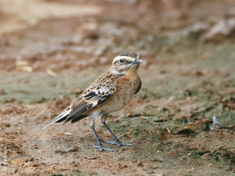 Whinchat (Male non-breeding)