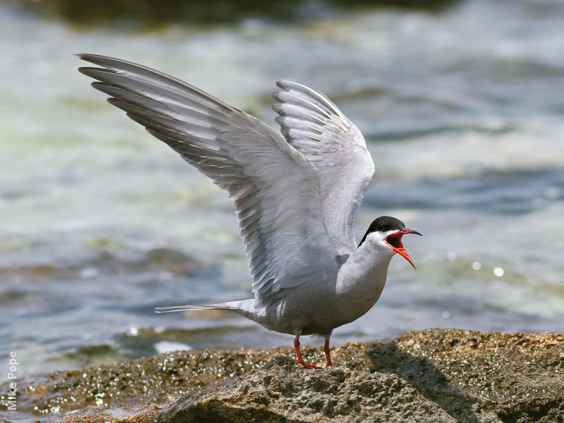 White-cheeked Tern (Breeding plumage)