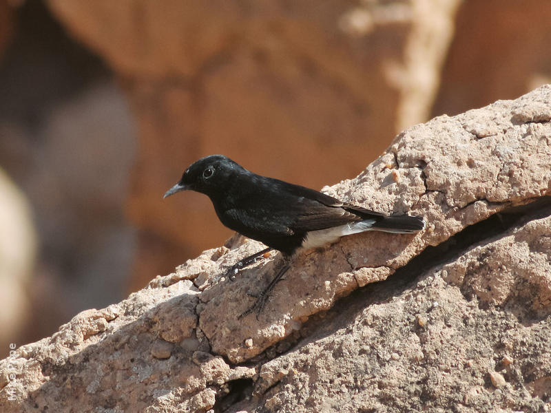 White-crowned Wheatear (Winter immature)