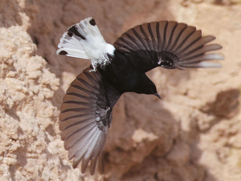 White-crowned Wheatear (Winter immature)