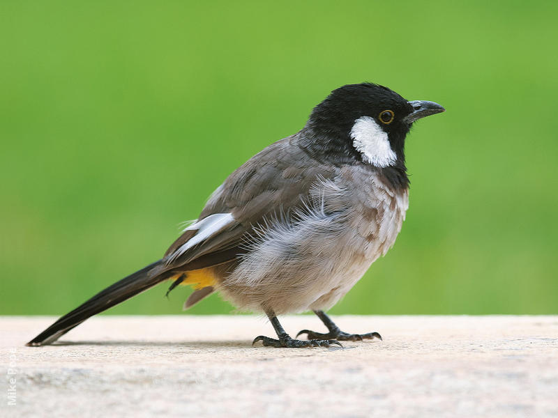 White-eared Bulbul