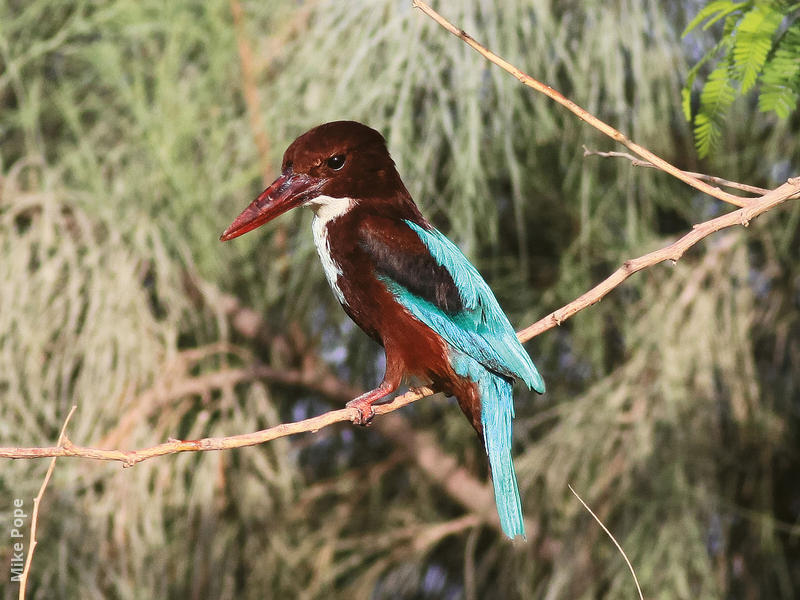 White-throated Kingfisher