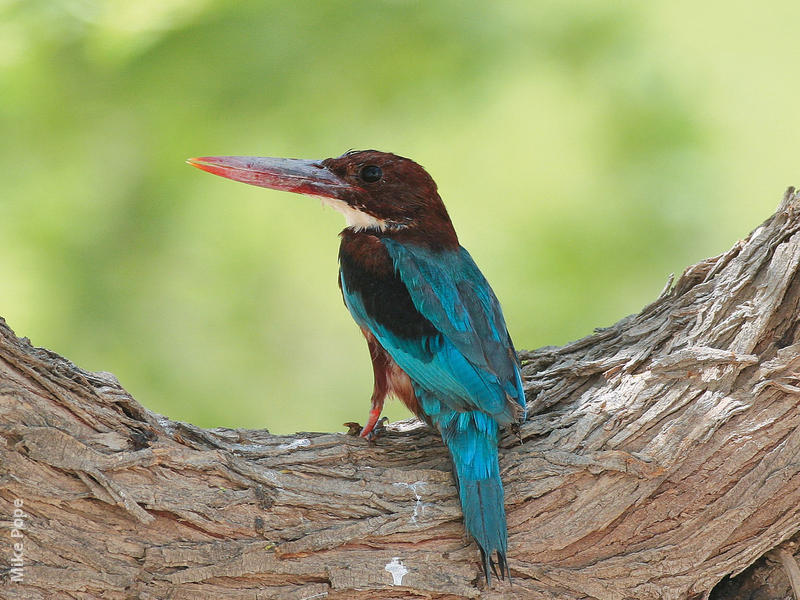 White-throated Kingfisher