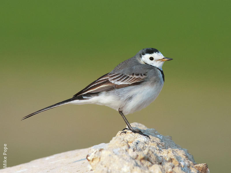 White Wagtail (Non-breeding)