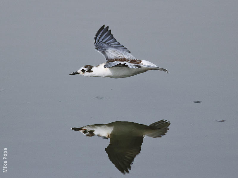 White-winged Tern (Immature)