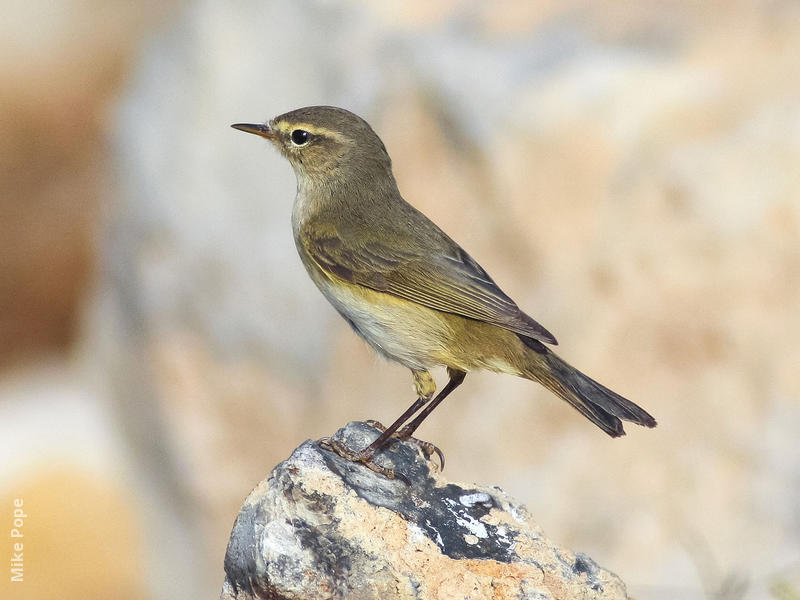 Willow Warbler