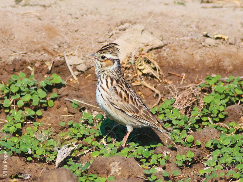 Wood Lark