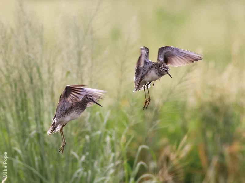 Wood Sandpipers