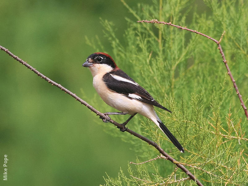 Woodchat Shrike (Male)