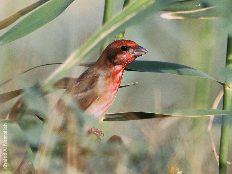 Common Rosefinch (Male)