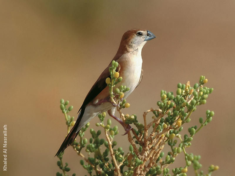 Indian Silverbill