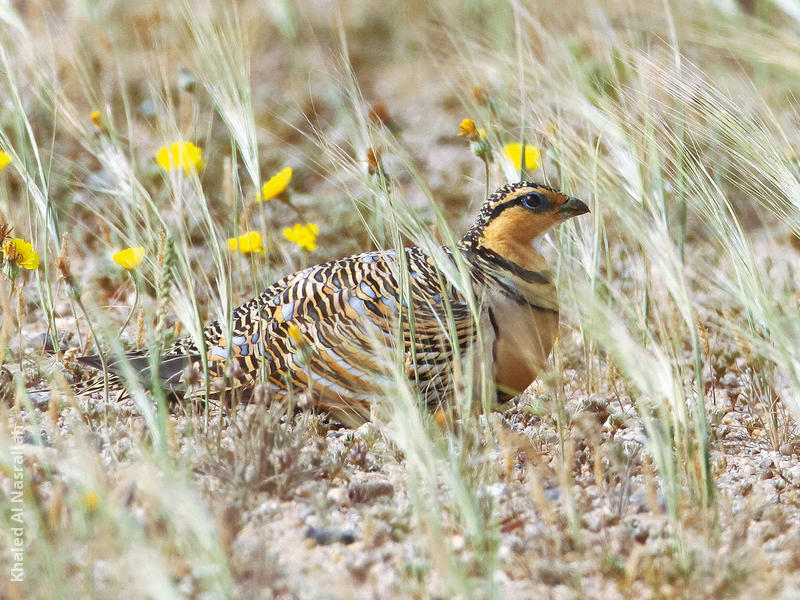 Pin-tailed Sandgrouse (Female)