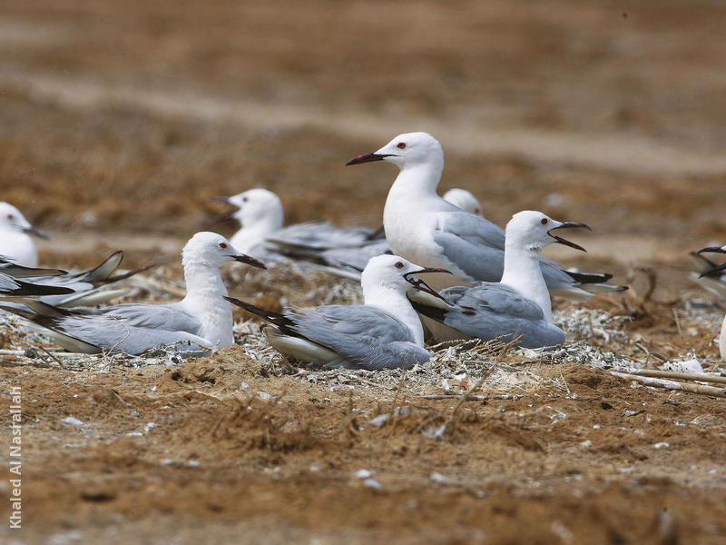 Slender-billed Gulls (Nesting colony)