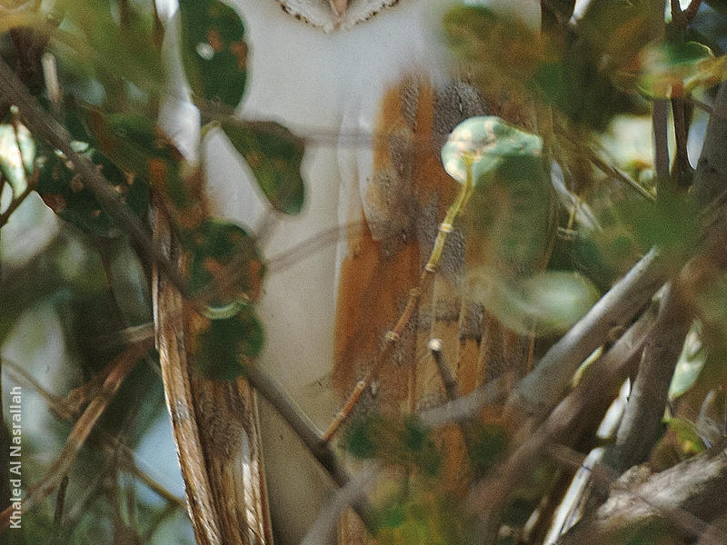 Western Barn Owl 