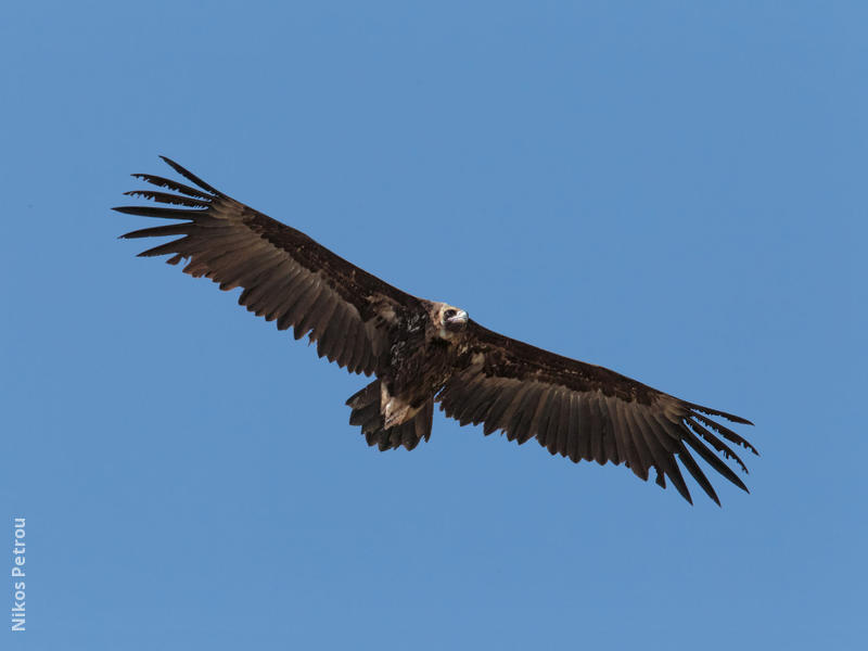 Cinereous Vulture (GREECE)