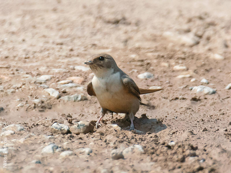 Eurasian Crag Martin (GREECE)