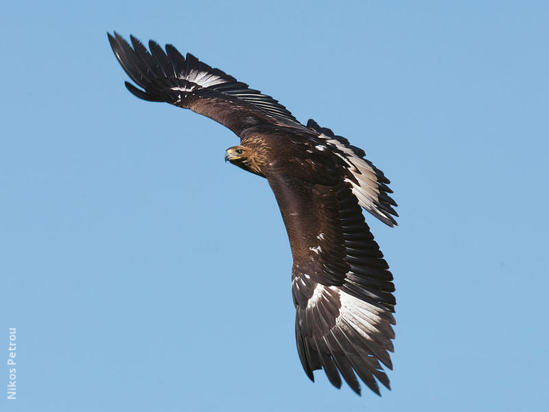 Golden Eagle (Immature, GREECE)