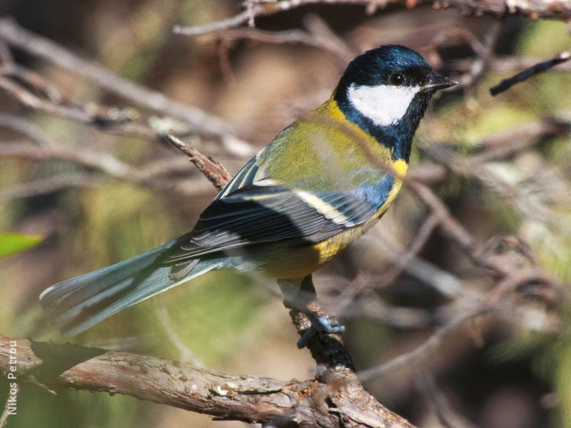 Great Tit (CYPRUS)