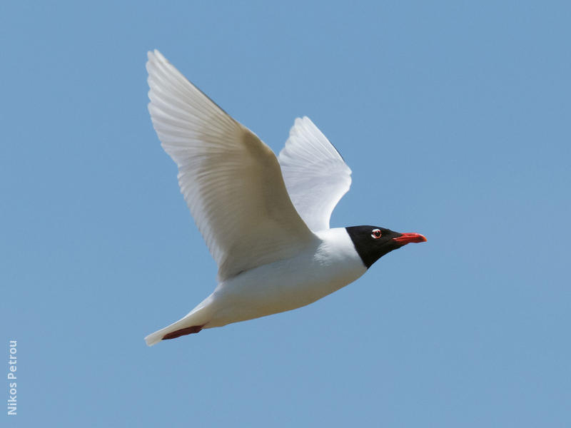 Mediterranean Gull (Breeding plumage, GREECE)