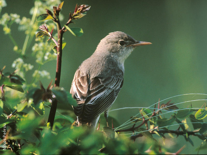 Olive-tree Warbler (GREECE)