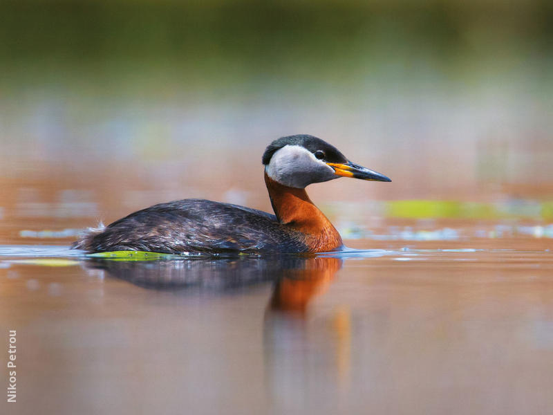 Red-necked Grebe (Breeding plumage, BULGARIA)