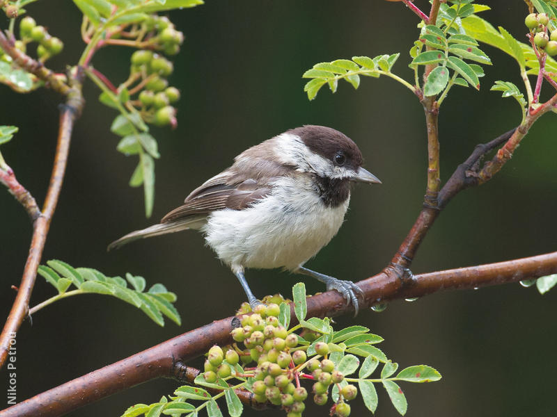 Sombre Tit (GREECE)