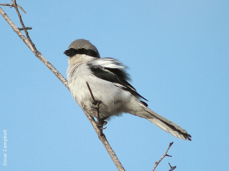 Arabian Grey Shrike (UAE)