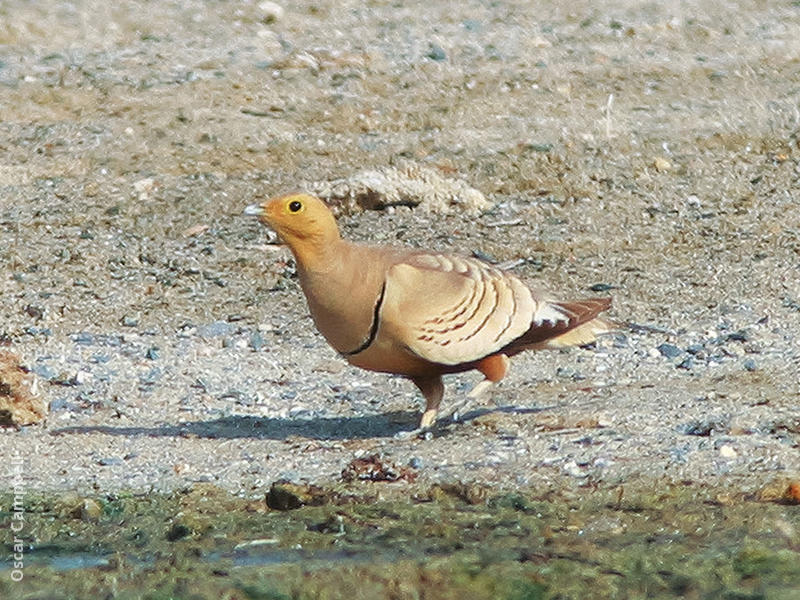 Chestnut-bellied Sandgrouse (Male, OMAN)