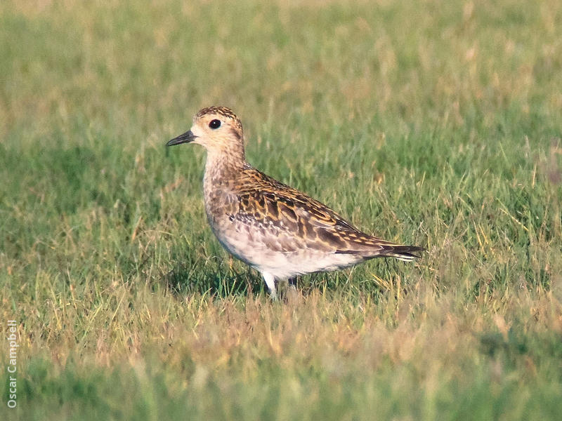 Pacific Golden Plover (Juvenile, UAE)