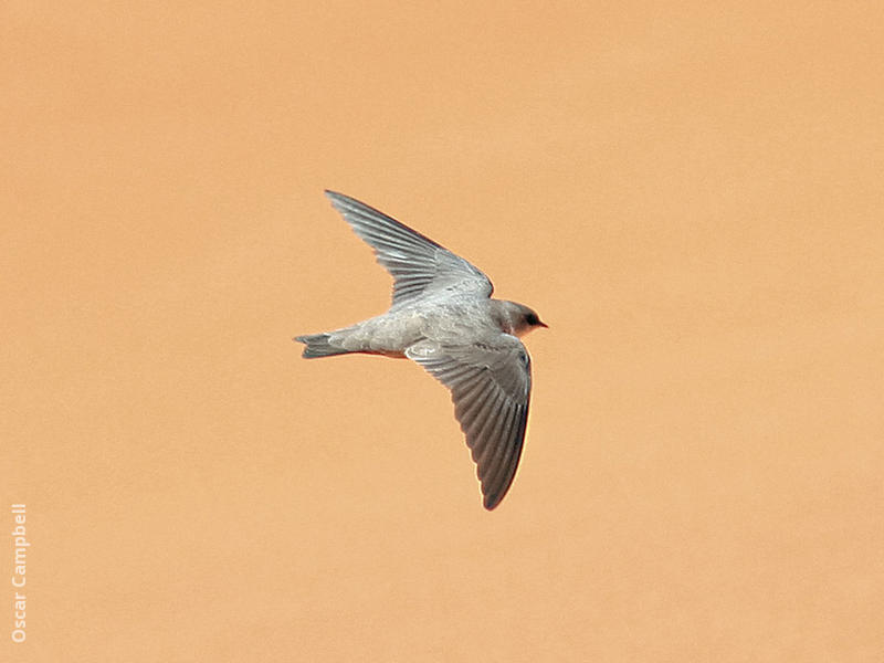 Pale Crag Martin (UAE)