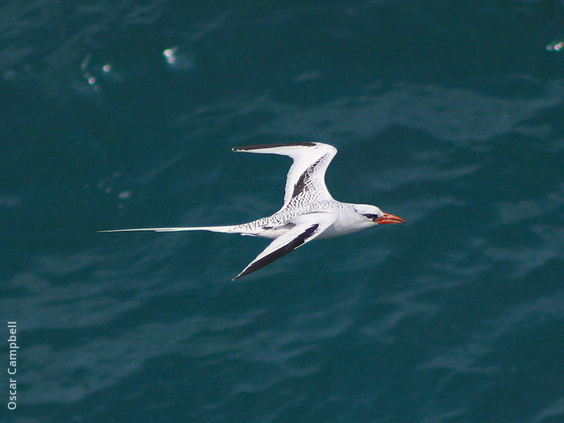 Red-billed Tropicbird (OMAN)