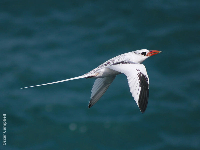 Red-billed Tropicbird (OMAN)