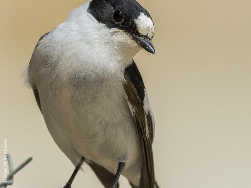 Collared Flycatcher