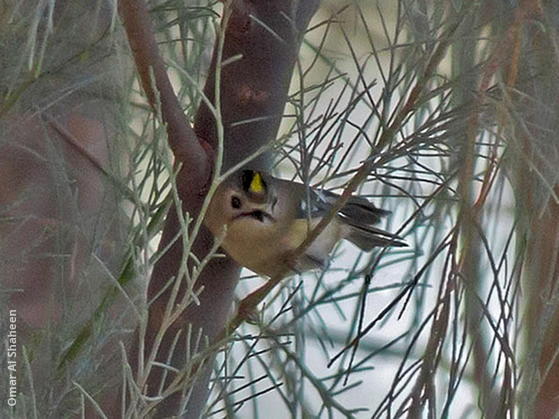 Goldcrest (1st record, Al Abraq, Dec. 2013)