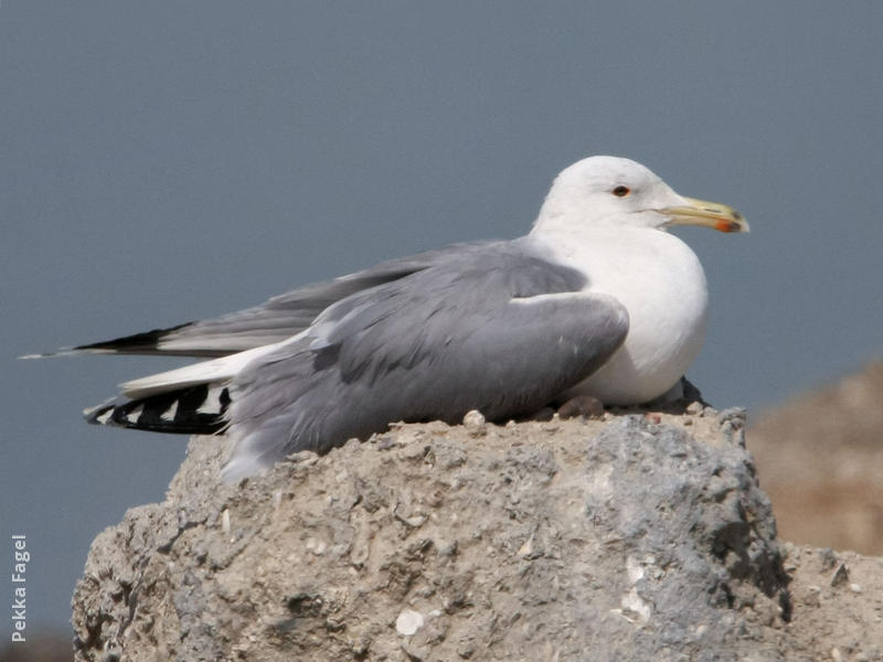 Armenian Gull