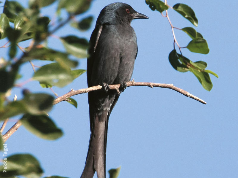 Ashy Drongo