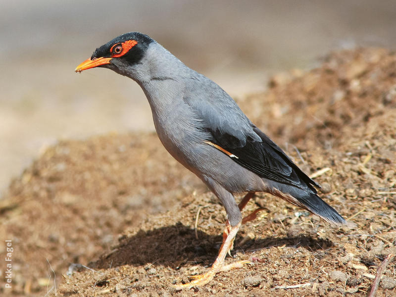 Bank Myna