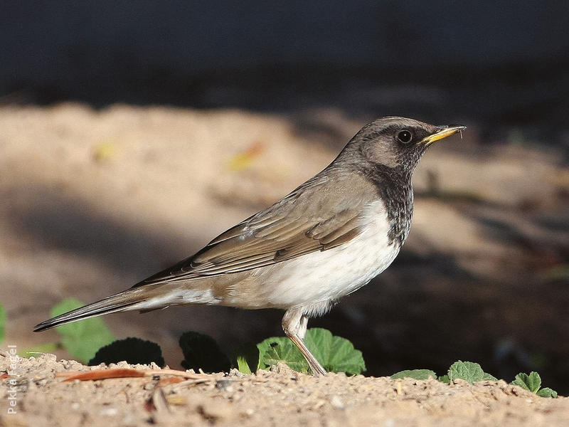 Black-throated Thrush (Male)