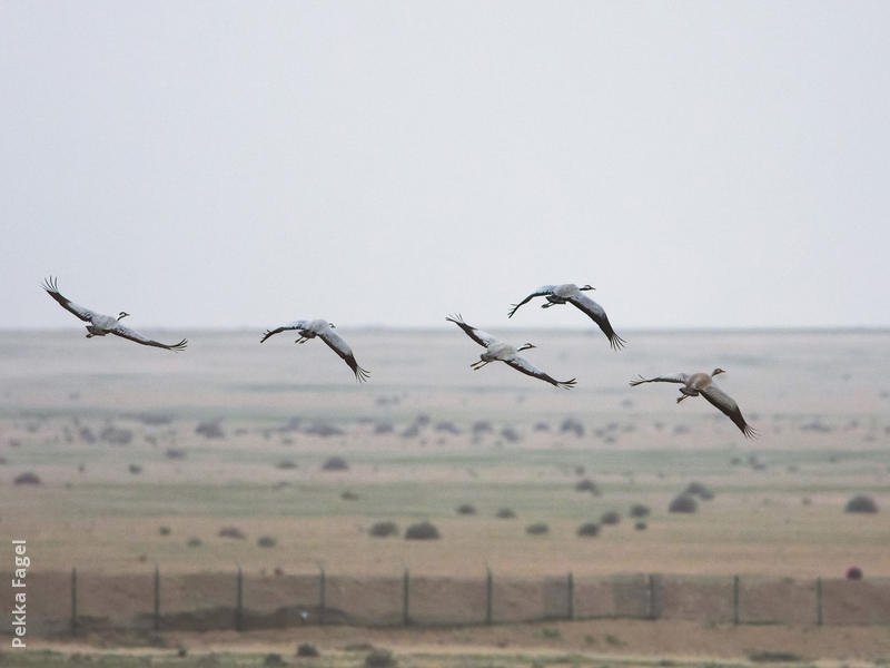 Common Cranes