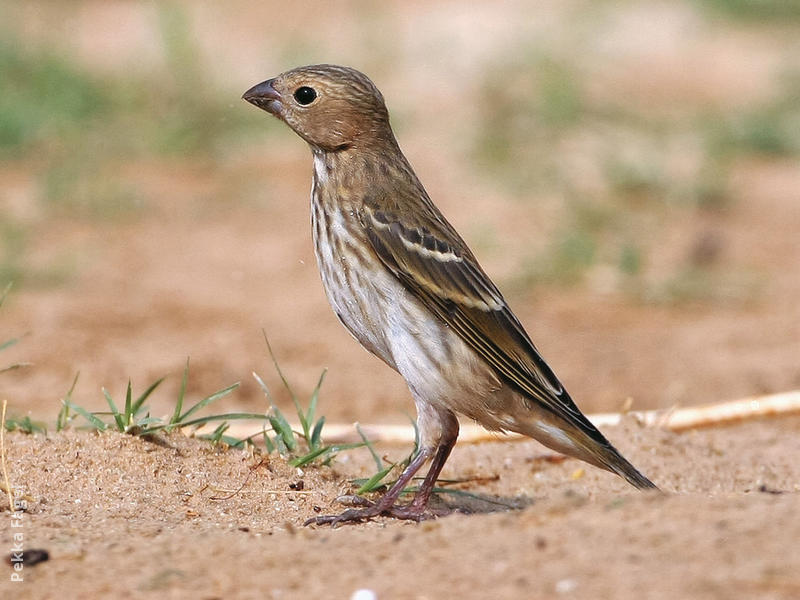 Common Rosefinch (Female or immature)