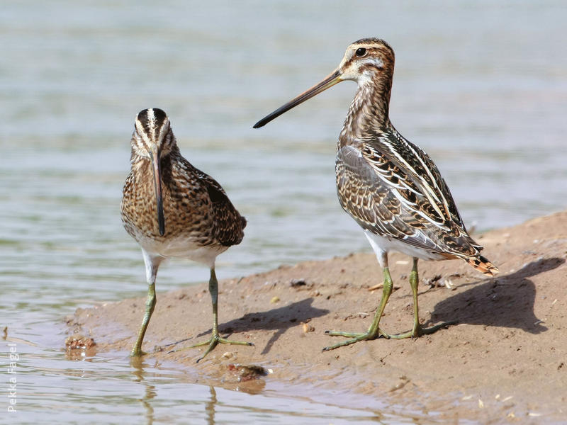 Common Snipe