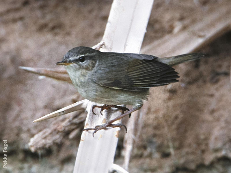 Dusky Warbler 